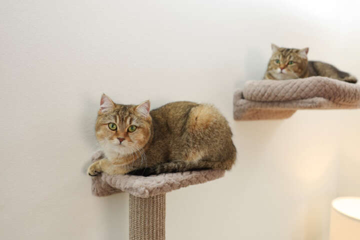 KERBL Kratzbaum Monte Alpi Katzen